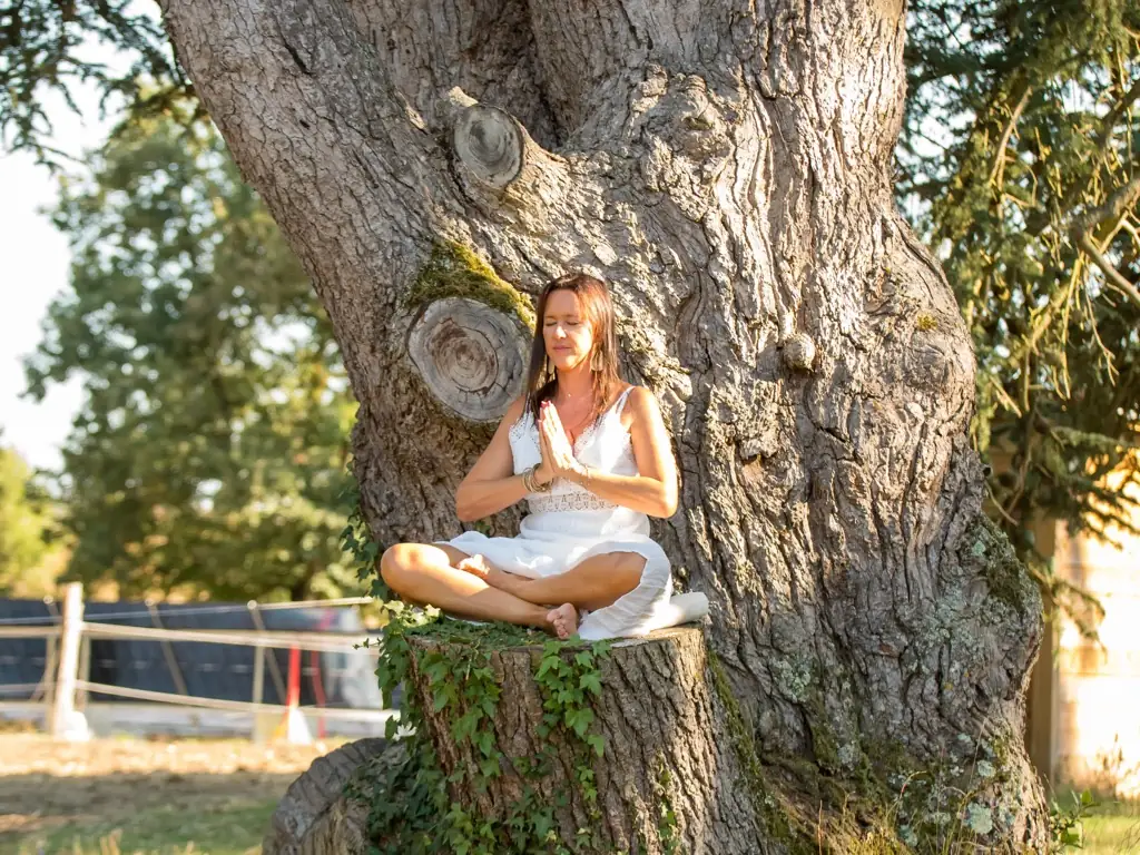 Un coin de ressourcement au pied des arbres