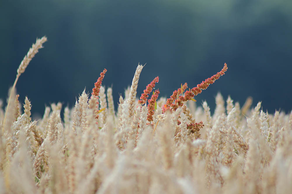 image plante paysage