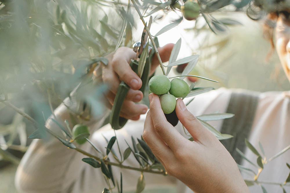 image cueillette olive