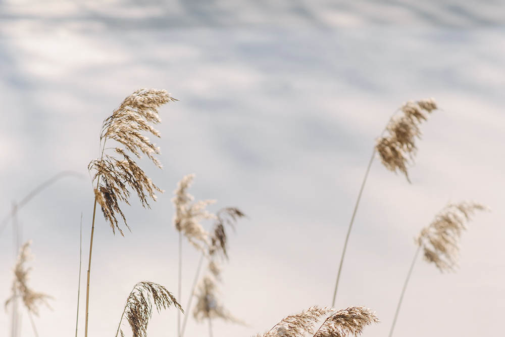 image paysage plantes et ciel