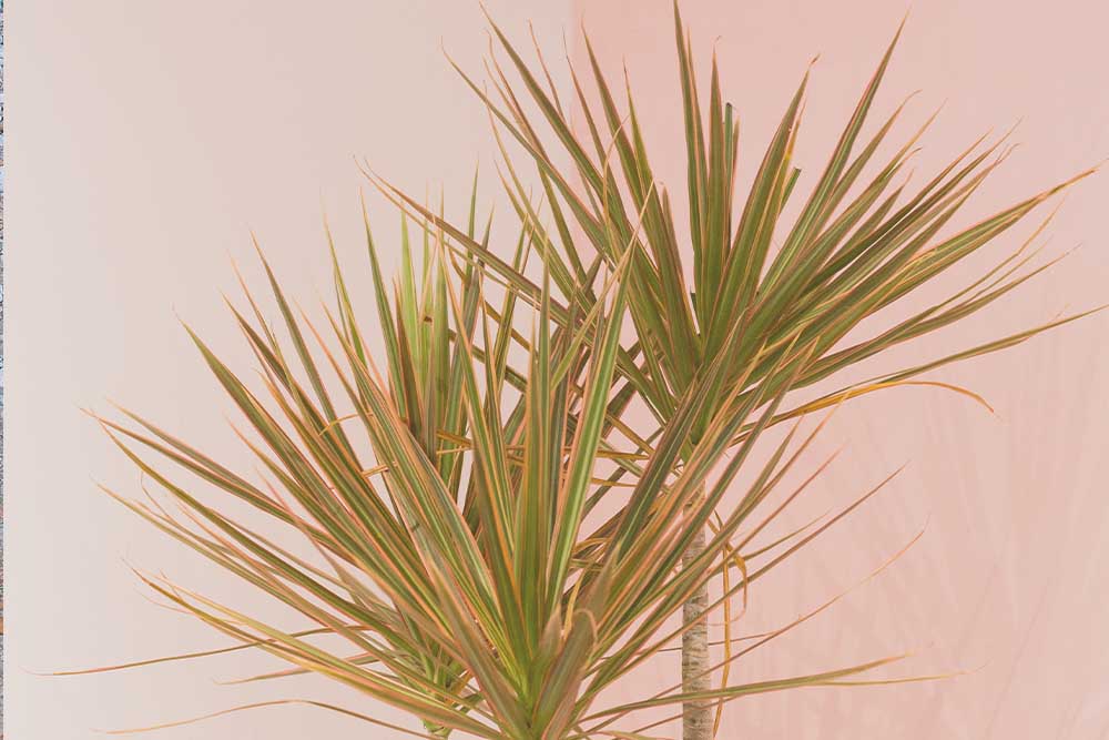 image plante